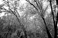 Snow - February 3,2014